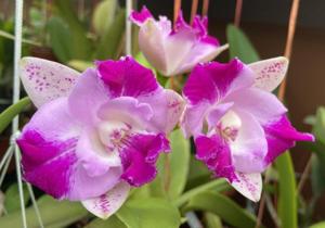 Cattleya Monte Elegante