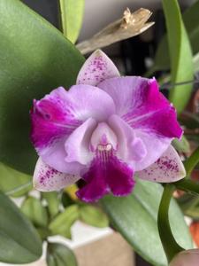 Cattleya Monte Elegante