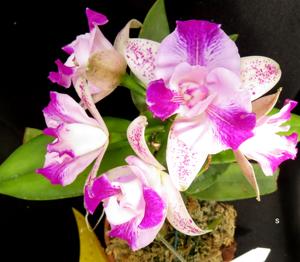 Cattleya Monte Elegante