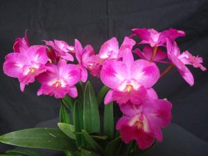 Cattleytonia Capri