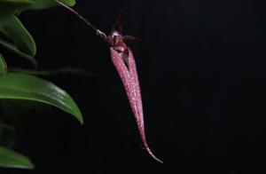 Bulbophyllum Emly Siegerist