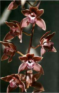 Cymbidium Bermagui