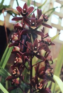 <i>Cymbidium</i> First Blood