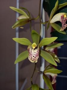 Cymbidium Grand Devon