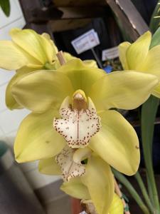 Cymbidium Kellys Winter