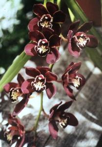 Cymbidium Khairpour