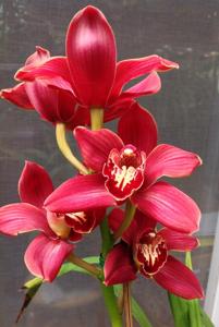 Cymbidium Lady Spring