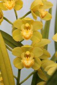 Cymbidium One Tree Hill