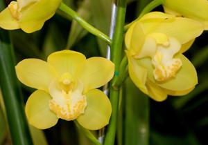 Cymbidium One Tree Hill