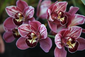 Cymbidium Pepper's Fire