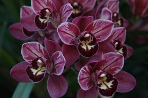 Cymbidium Pepper's Fire