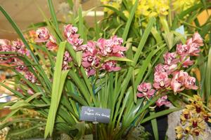 Cymbidium Pepper's Fire