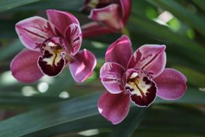 Cymbidium Pepper's Fire