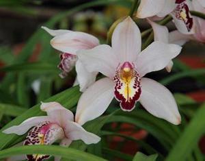 Cymbidium Redbill