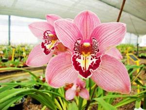 Cymbidium Redbill