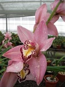 Cymbidium Redbill