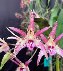 Dendrobium Aussie Victory