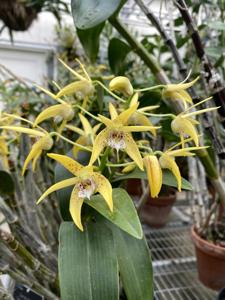 Dendrobium Falcon Star