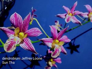 Dendrobium Jeffrey Lonne