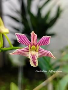 Dendrobium Jeffrey Lonne