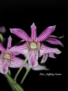 Dendrobium Jeffrey Lonne