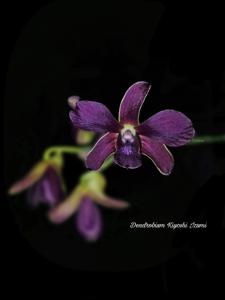 Dendrobium Kiyoshi Izumi