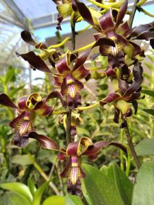 Dendrobium Lim Li Jung