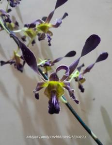Dendrobium Lim Li Jung
