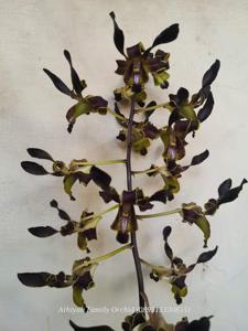 Dendrobium Lim Li Jung