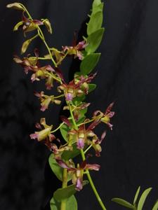 Dendrobium Lim Li Jung