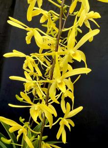 Dendrobium Native Gold