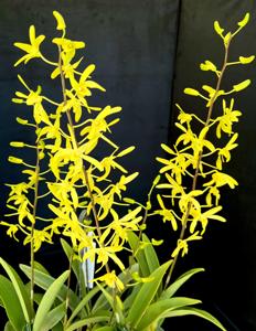 Dendrobium Native Gold