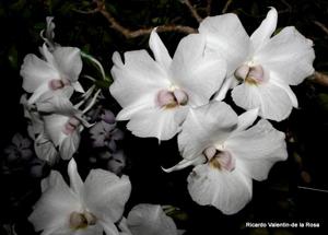 Dendrobium Silver Bells