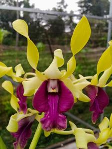 Dendrobium Talia Beauty