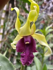 Dendrobium Talia Beauty