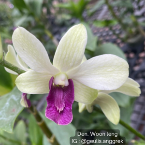 Dendrobium Woo Leng