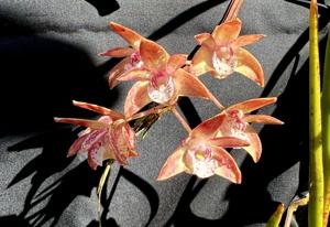 Dendrobium Yondi Brolga