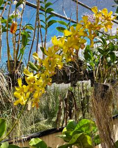 Dendrobium Palolo Sunshine