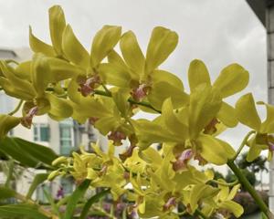 Dendrobium Palolo Sunshine