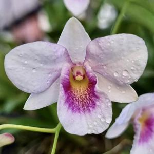 Dendrobium Quek Kiah Huat