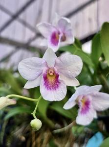 Dendrobium Quek Kiah Huat