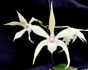 Dendrobium Ron Kerr