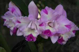 Laeliocattleya Angel Heart