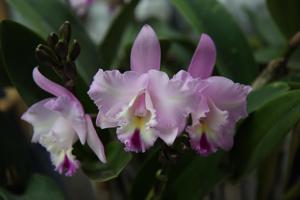 Laeliocattleya Angel Heart