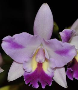 Laeliocattleya Angel Heart