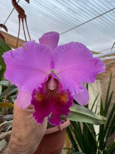 Cattleya Archange