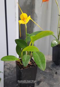 Masdevallia Angel Wings