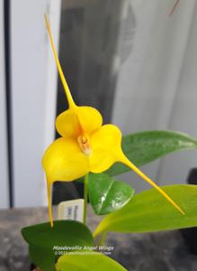 Masdevallia Angel Wings
