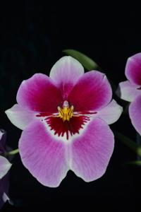 Miltoniopsis Saint Helier