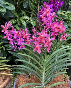 Paravandanthera Tan Chee Tong